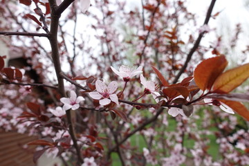 Twig of Prunus pissardii with pink flowers and red leaves