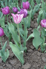 White and pink striped flower of tulip in spring