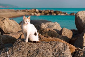 A black and white stray cat sitting on a rock near the turquoise sea. Sunset light © _KUBE_