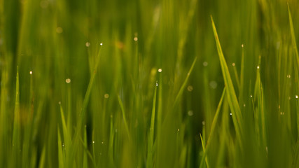 Drops of water on the top of the grass