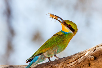 Swallow-tailed Bee-eater with prey in Kgalagadi Transfrontier Park in South Africa