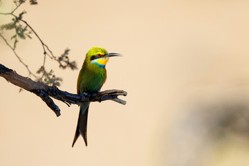 Swallow-tailed Bee-eater in Kgalagadi Transfrontier Park in South Africa