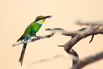 Swallow-tailed Bee-eater with prey in Kgalagadi Transfrontier Park in South Africa