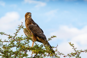 Juvenile Goshawk in Kgalagadi Transfrontier Park in South Africa