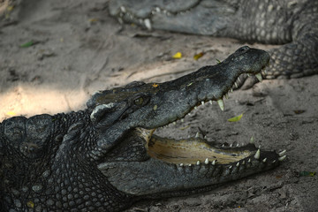 Krokodile auf einer Krokodilfarm in Thailand