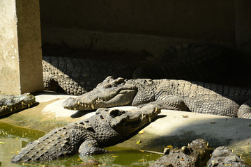 Krokodile auf einer Krokodilfarm in Thailand