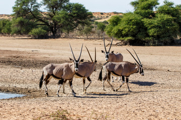 Naklejka na ściany i meble Oryx herd at a waterhole in the Kgalagadi Transfrontier Park in South Africa