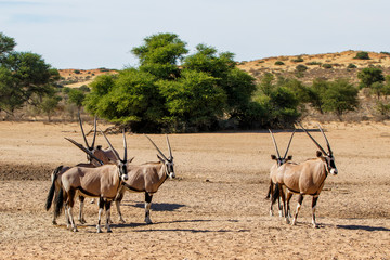 Oryx herd at a waterhole in the Kgalagadi Transfrontier Park in South Africa