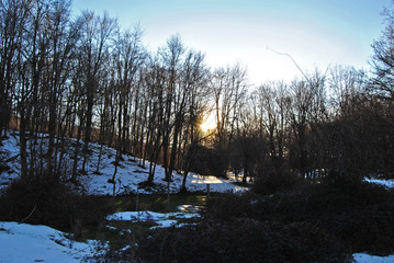 Passeggiando per il bosco