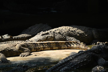 Krokodile auf einer Krokodilfarm in Thailand