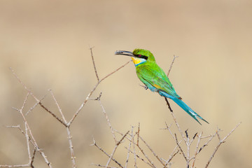Swallow-tailed Bee-eater with prey in Kgalagadi Transfrontier Park in South Africa