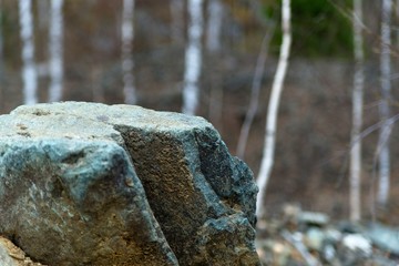 stone in forest