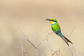 Swallow-tailed Bee-eater with prey in Kgalagadi Transfrontier Park in South Africa