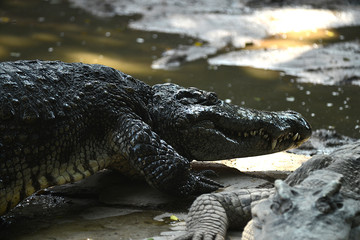 Krokodile auf einer Krokodilfarm in Thailand