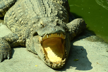 Krokodile auf einer Krokodilfarm in Thailand