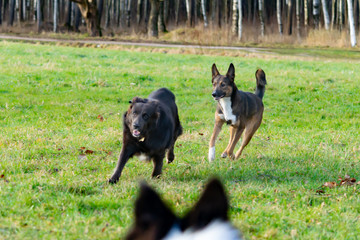 Young energetic half-breed dog. Harmonious relationship with the dog: education and training. Dogs play with each other. Correction of aggressive behavior. Walking outdoors in the autumn.