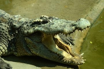 Obraz premium Krokodile auf einer Krokodilfarm in Thailand