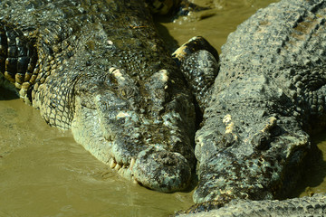 Krokodile auf einer Krokodilfarm in Thailand