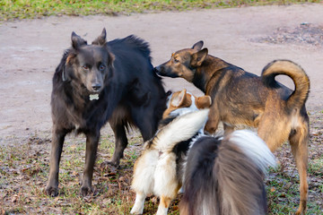 Young energetic half-breed dog. Harmonious relationship with the dog: education and training. Dogs play with each other. Correction of aggressive behavior. Walking outdoors in the autumn.