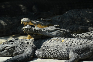 Krokodile auf einer Krokodilfarm in Thailand