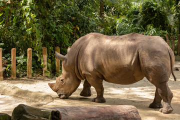 Naklejka premium White rhino or square-lipped rhinoceros, Ceratotherium simum. Big male