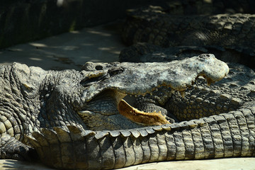 Krokodile auf einer Krokodilfarm in Thailand
