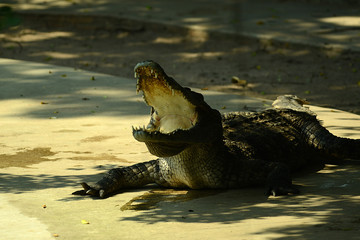 Krokodile auf einer Krokodilfarm in Thailand