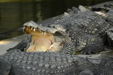 Krokodile auf einer Krokodilfarm in Thailand