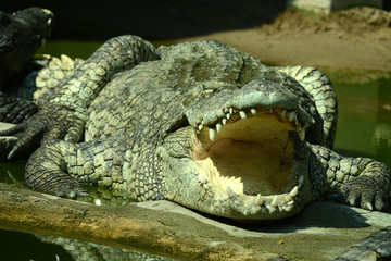 Obraz premium Krokodile auf einer Krokodilfarm in Thailand