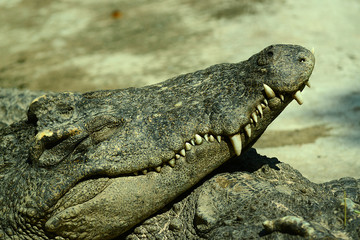 Krokodile auf einer Krokodilfarm in Thailand