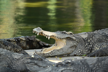 Krokodile auf einer Krokodilfarm in Thailand