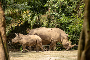 Mother and calf of White rhino or square-lipped rhinoceros, Ceratotherium simum.