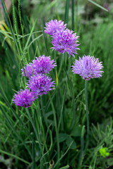 flowers in front of a green skoroda bow tarvy summer image