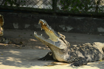 Krokodile auf einer Krokodilfarm in Thailand