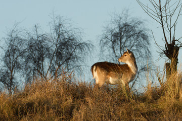 A young fallow deer looking backwards in the dunes of the Amsterdamse Waterleidingduinen.