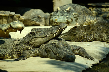 Krokodile auf einer Krokodilfarm in Thailand
