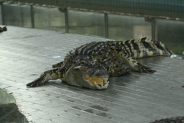 Krokodile auf einer Krokodilfarm in Thailand