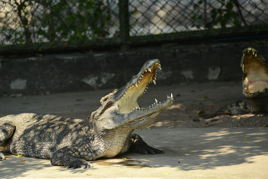 Krokodile auf einer Krokodilfarm in Thailand