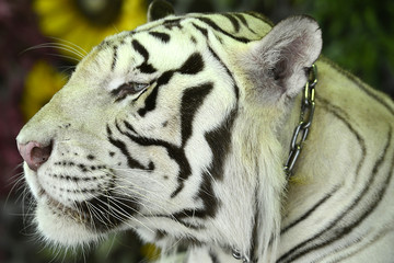 Nahaufnahme eines Tigers