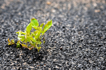 through asphalt punched a plant, black asphalt