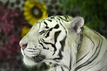 Nahaufnahme eines Tigers