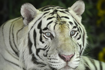 Plakat Nahaufnahme eines Tigers