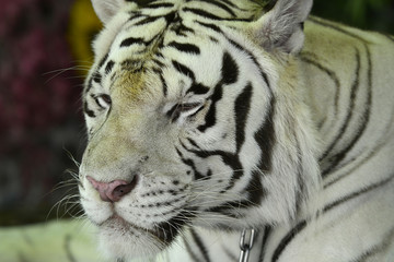 Nahaufnahme eines Tigers