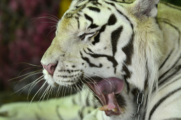 Nahaufnahme eines Tigers