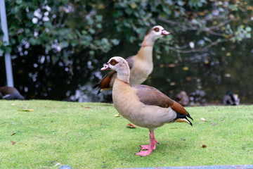 Geese on grass field