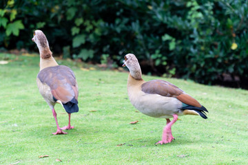 Geese on grass field