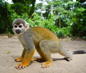 monkey in the forest