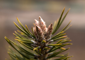 pine branch macro