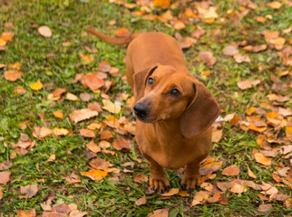 charming dog Dachshund