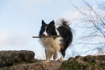 Fototapeta premium Border collie. Harmonious relationship with the dog: education and training. Dogs play with each other. Walking outdoors in the autumn.